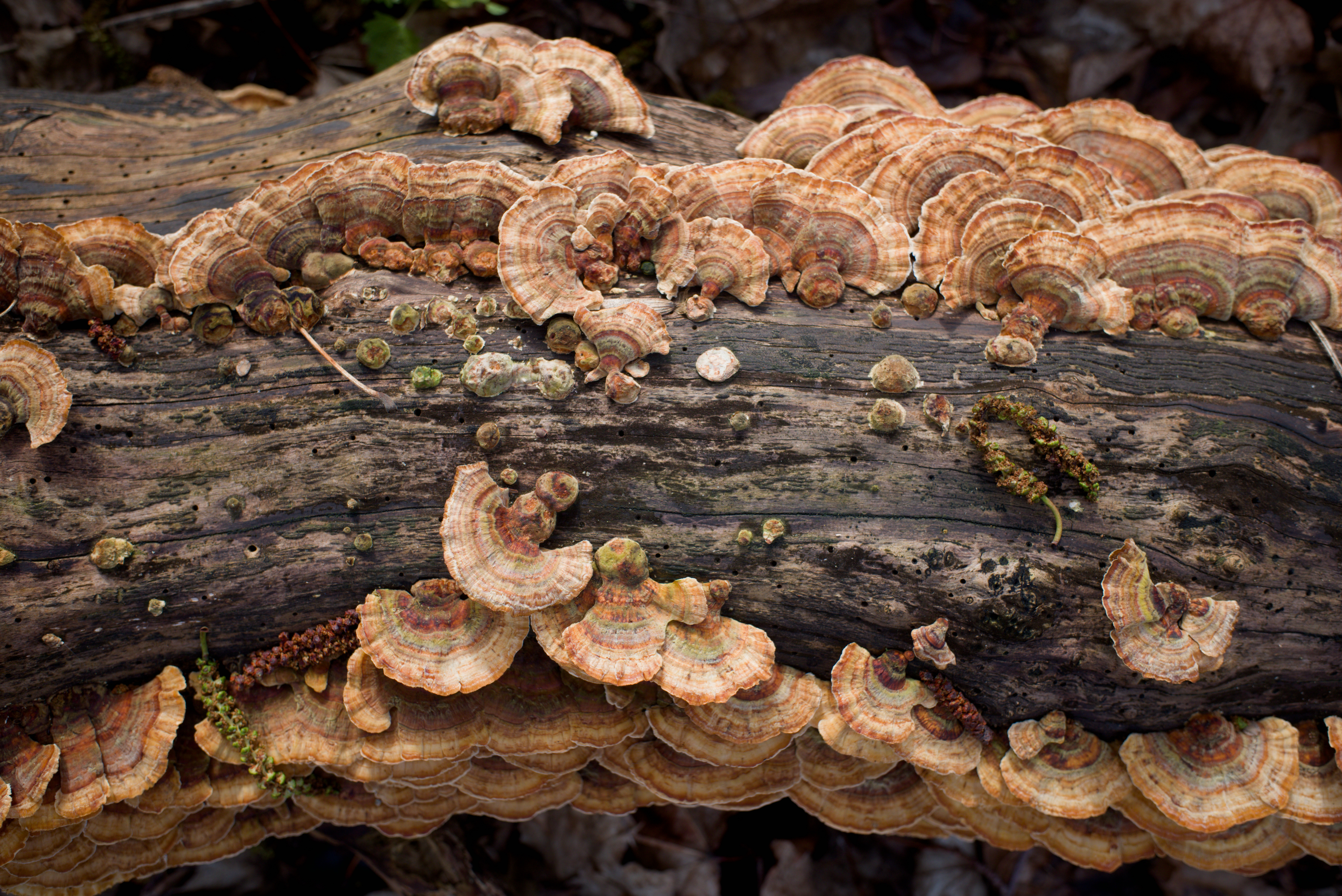 A photo of turkey tail mushrooms blooming out of each side of a log, taken from above.